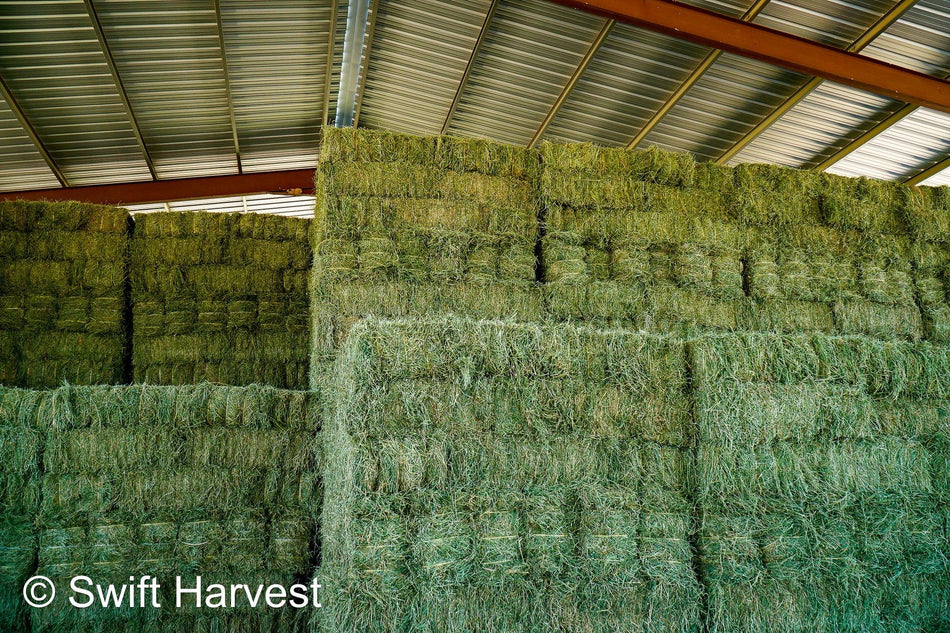 JFF-3-24-Granero 1 Premium / Supremo Az. Heno de prueba para vaporizador de alfalfa RFV 175 CP 22,74 TDN 59,89 FACS 94/110 Heno para vaporizador sin OGM, no Roundup Ready