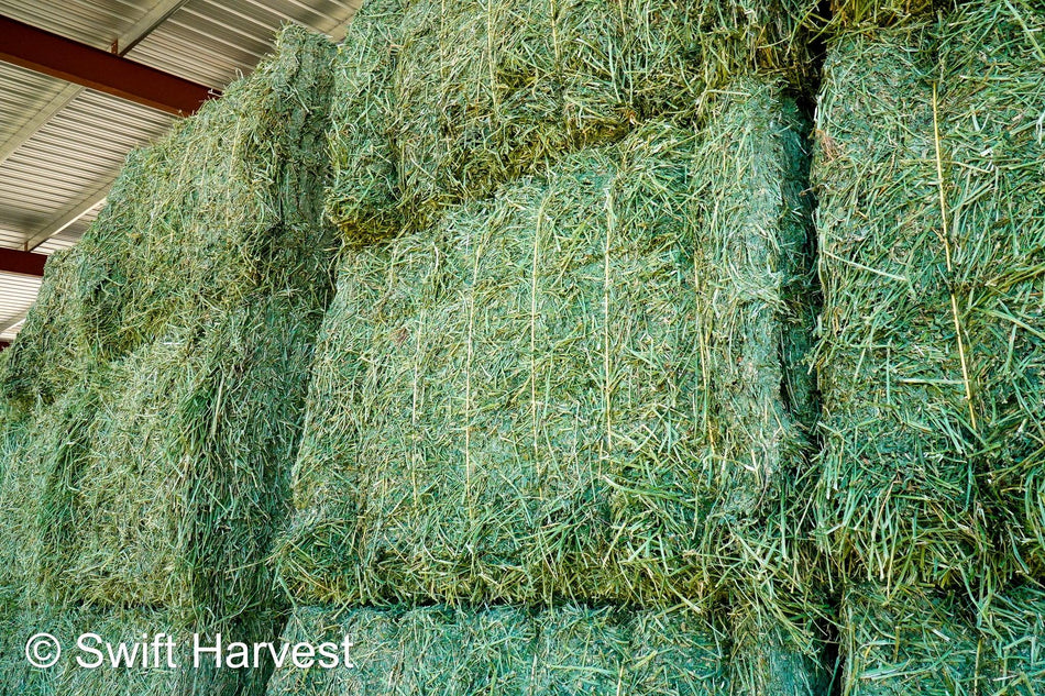 JFF-1-25-Badley, Supreme, 1st cutting, Big Bale Alfalfa Hay, CP 21.60, RFV 225, RFQ 216, TDN 64  105/110 FACS