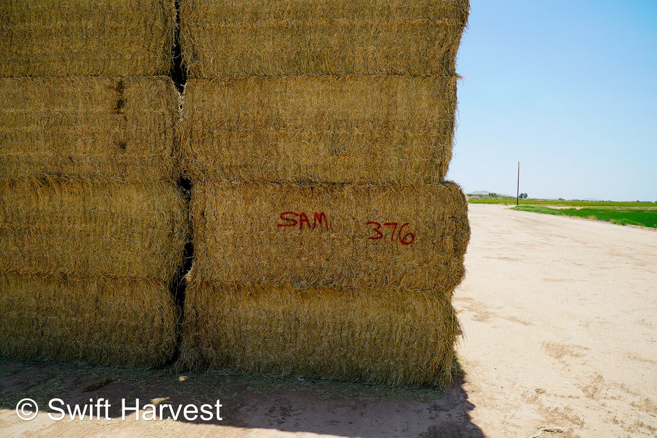 SAM 376 Big Bale Alfalfa