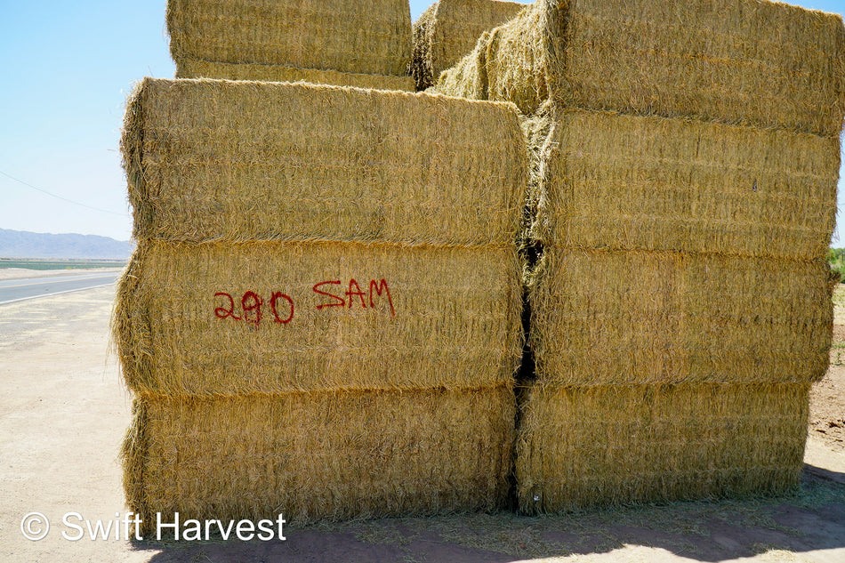 SAM 290 Big Bale Alfalfa