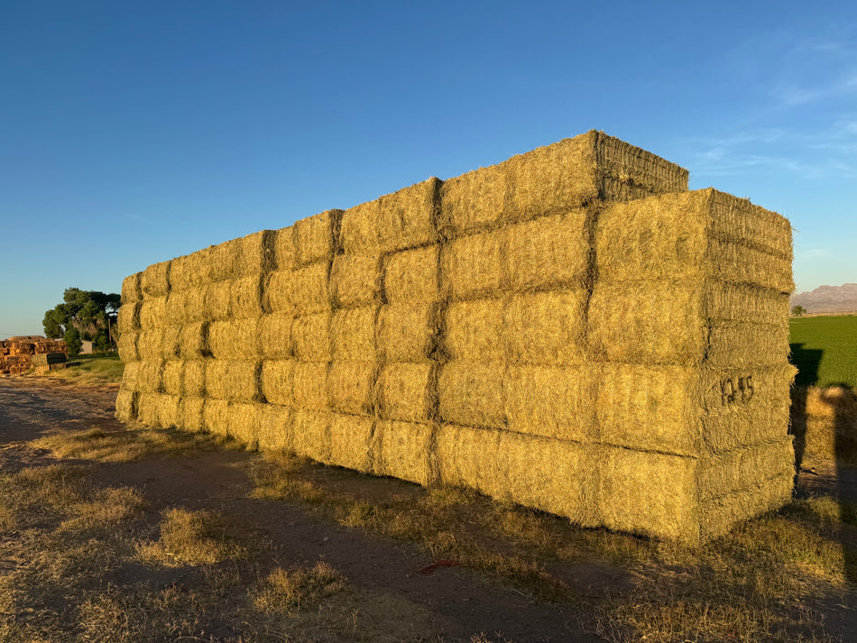 Y-2-4-5  89 BB Premium CP 20.58, RFV 182.75.71, TDN 57.76  AZ Alfalfa Big Bales