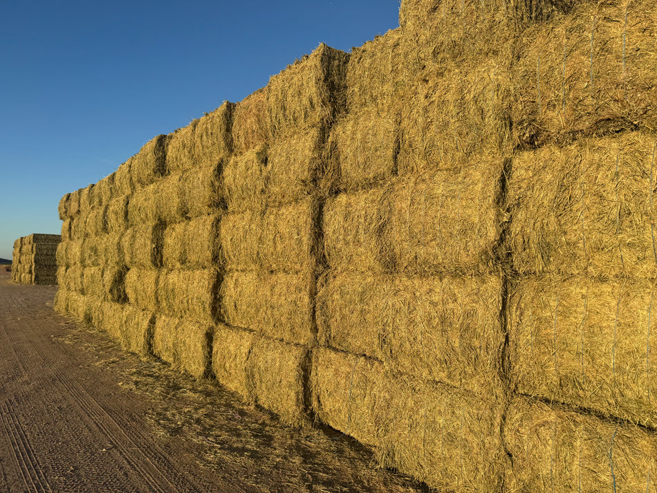 A-2-4-5 158 BB Premium CP 20.37, RFV 182.95, TDN 57.43  AZ Alfalfa Big Bales