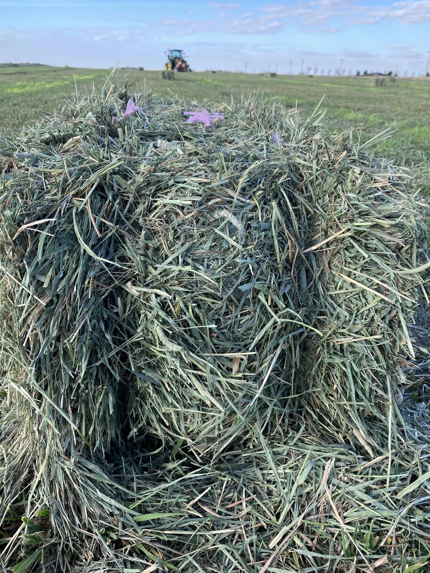 Looking For Small Bale Timothy For Export