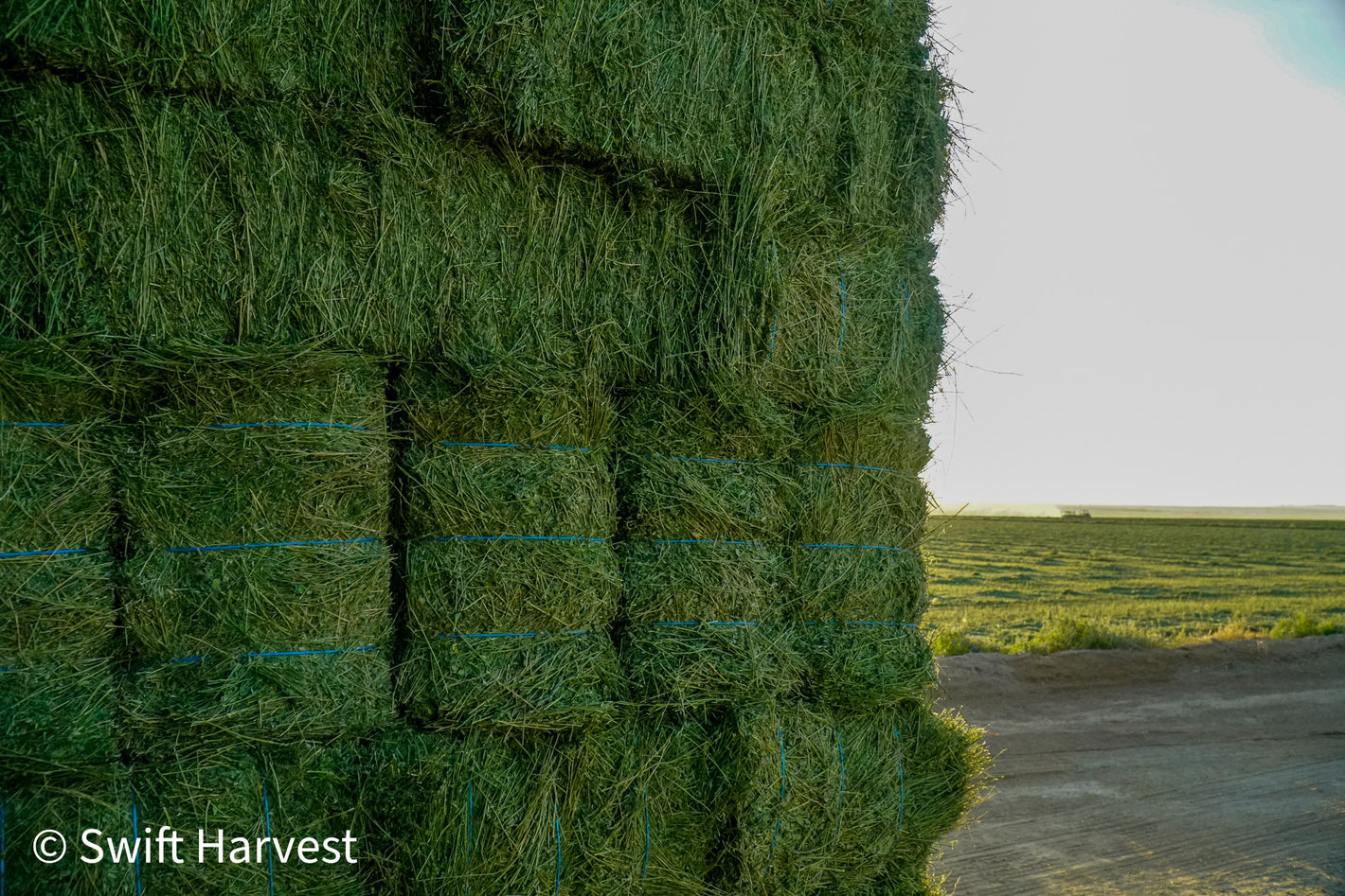 #2 Retail, Small Bales 3-String Arizona Alfalfa Hay 100 lbs 0r under - swiftharvest.net