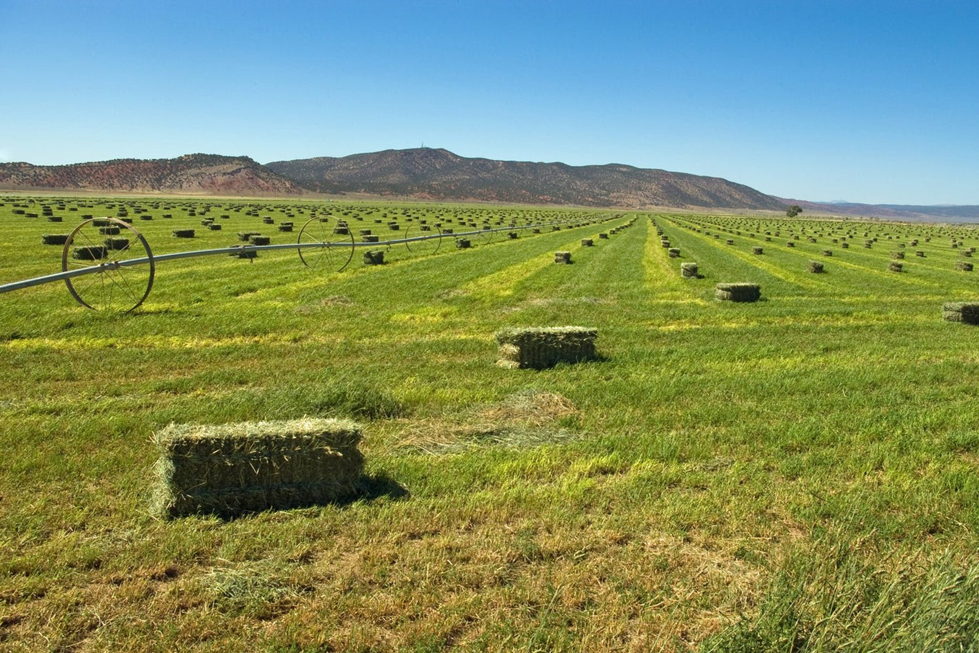 3-String Small Bales - swiftharvest.net