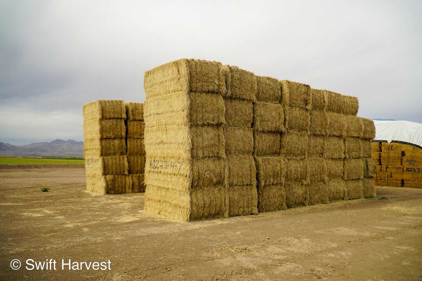 Dry Cow Hay