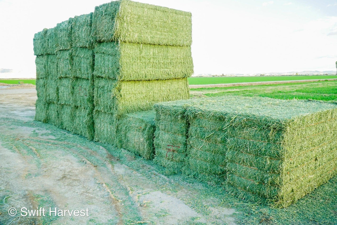 Grower Contracts Current, Future / Forward  Hay Contract Market