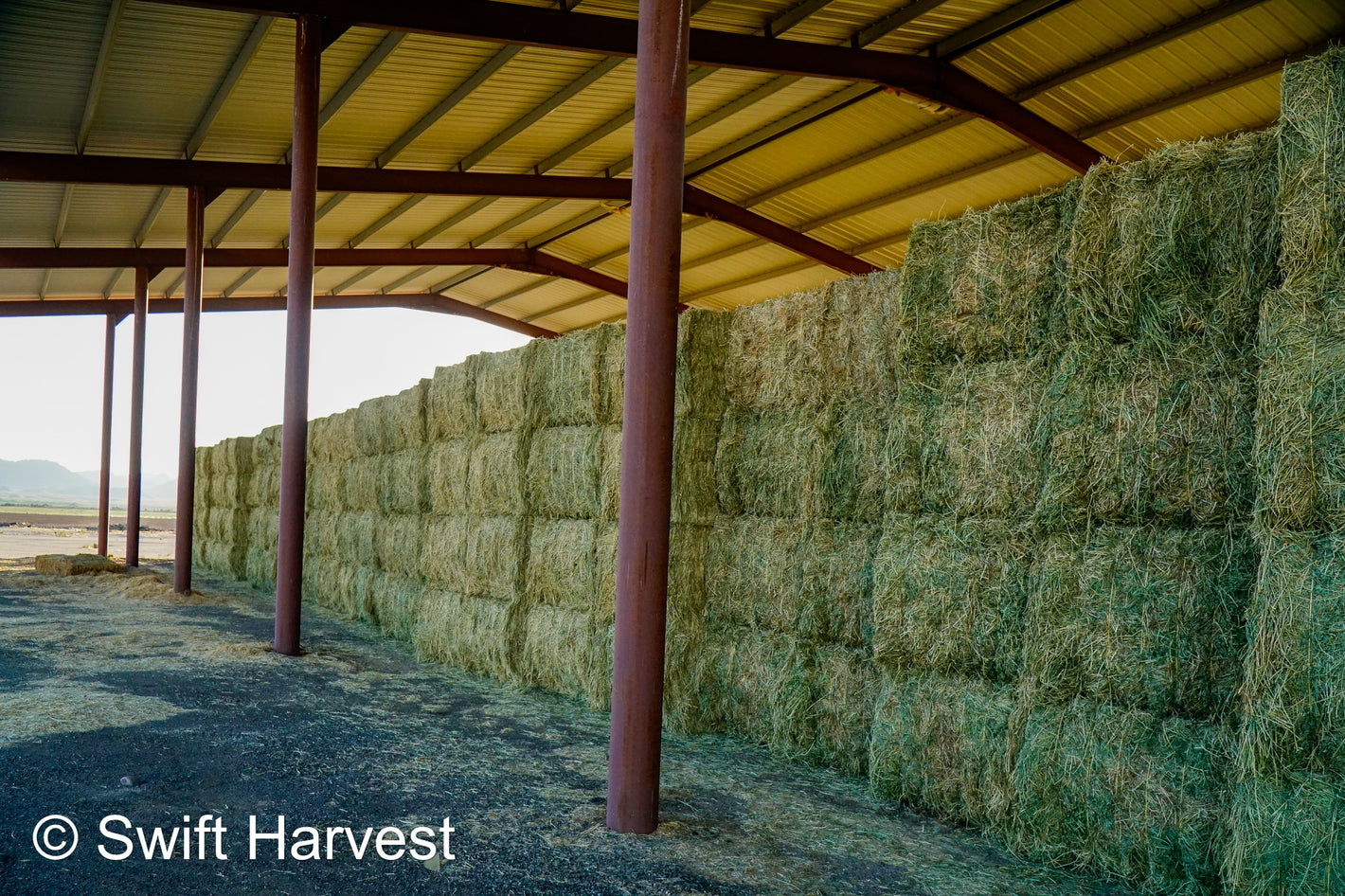 Arizona Alfalfa Fair Big Bales 900+ lbs - swiftharvest.net