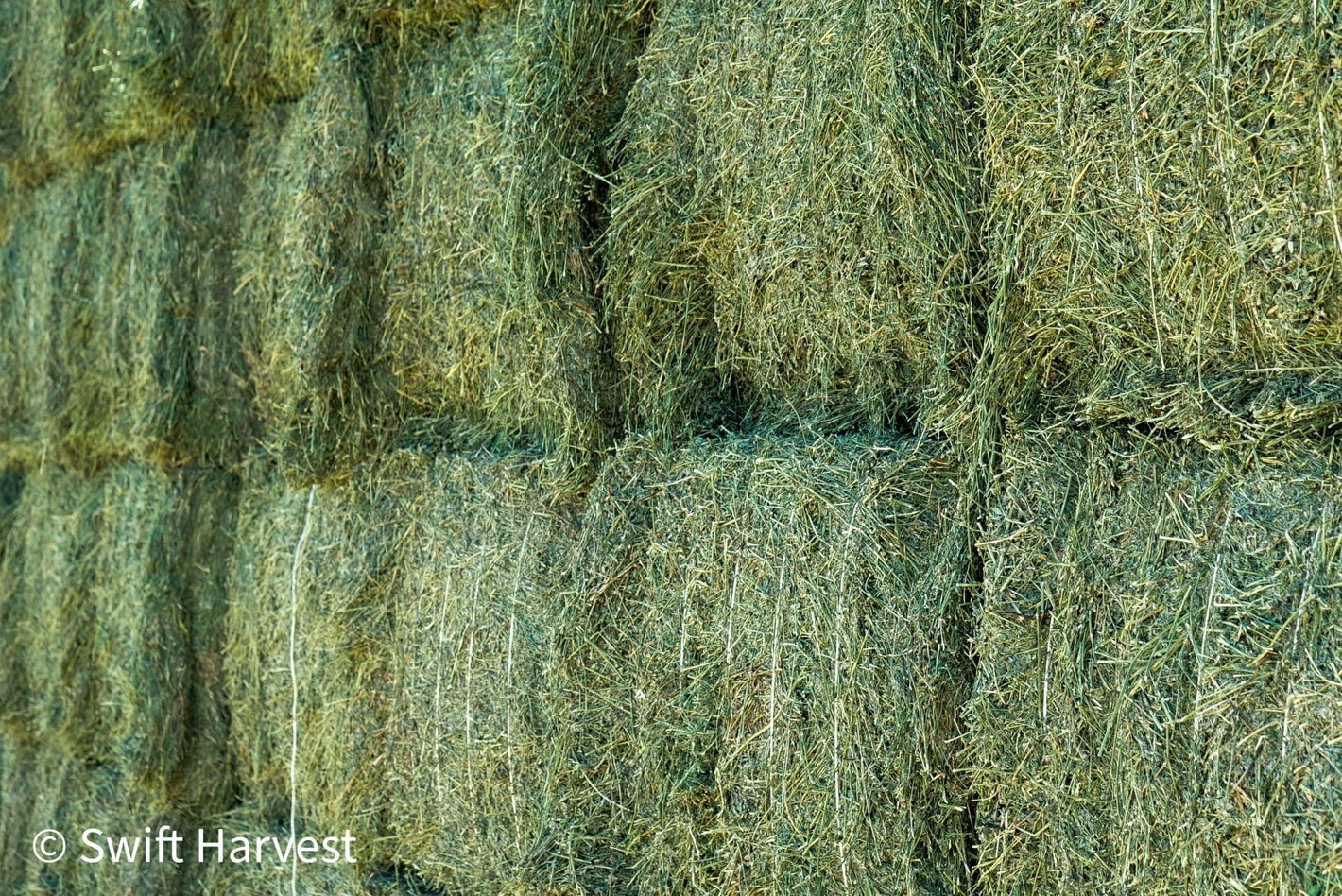 Arizona Alfalfa Premium Big Bales 900+ lbs - swiftharvest.net