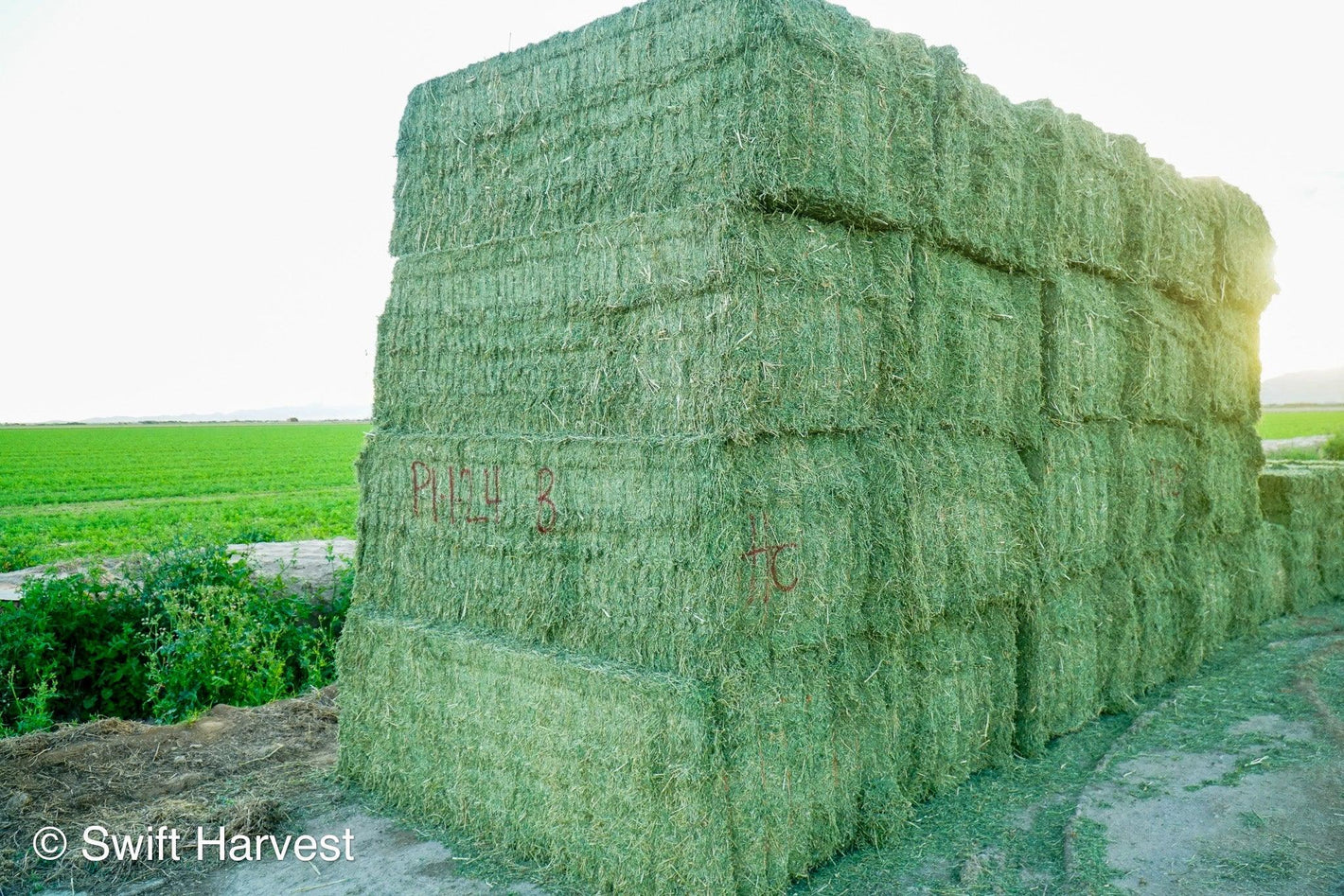 Arizona Alfalfa Supreme Big Bales 900+ lbs - swiftharvest.net