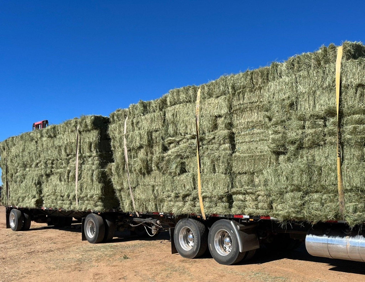 Teff Grass - swiftharvest.net