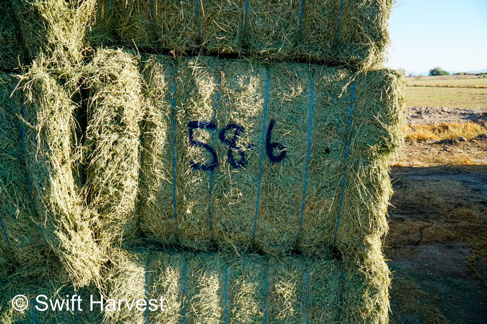 58-6 Premium/Supreme AZ Big Bales Alfalfa CP 22 RFV 174 TDN 62 FACS 88/110