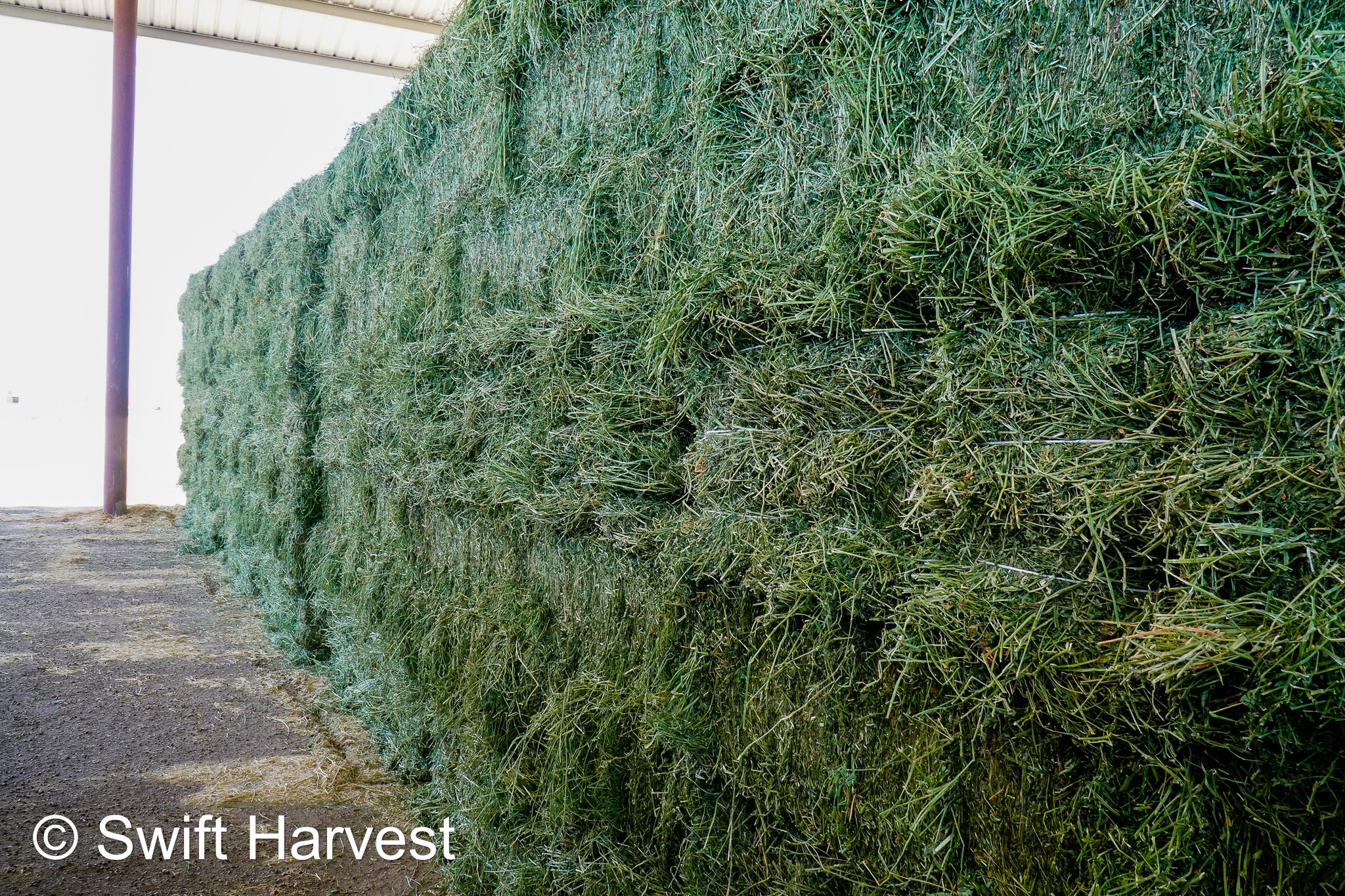 JFF-R64 #1 Retail Az. Alfalfa Non GMO, Non Roundup Ready, Steamer