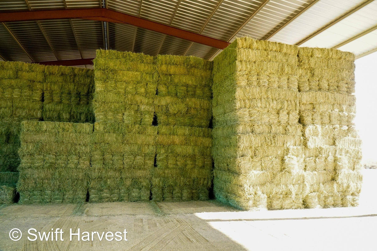 Arlington Hay Company Arizona Alfalfa #1 Retail AVF-B3-7-24  #1 Retail  Az. Alfalfa  FACS 93/110 Non GMO Non Roundup Ready Steamer Hay