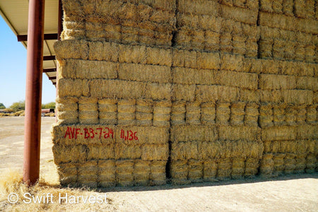 Arlington Hay Company Arizona Alfalfa #1 Retail AVF-B3-7-24  #1 Retail  Az. Alfalfa  FACS 93/110 Non GMO Non Roundup Ready Steamer Hay