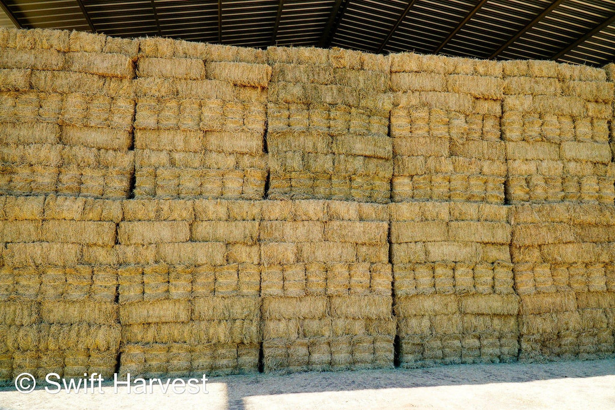 Arlington Hay Company Arizona Alfalfa #1 Retail AVF-B3-7-24  #1 Retail  Az. Alfalfa  FACS 93/110 Non GMO Non Roundup Ready Steamer Hay