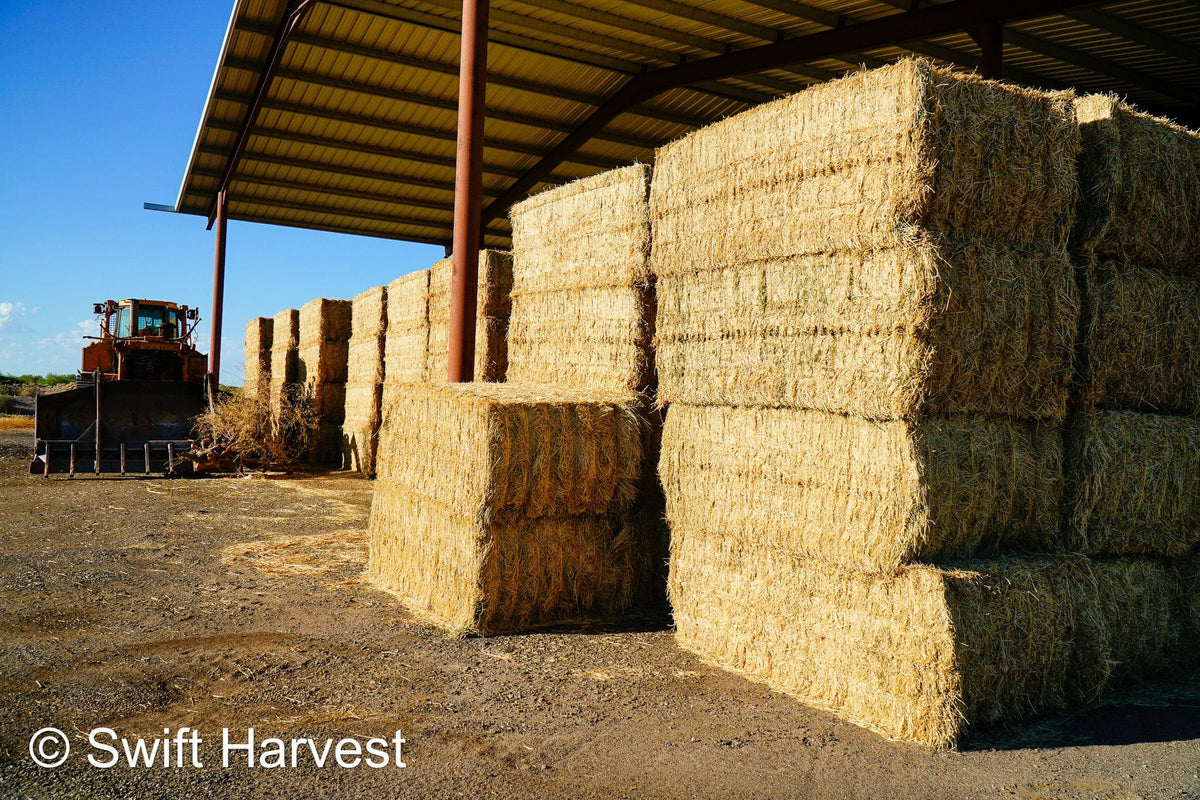 Arlington Hay Company Arizona Alfalfa Big Bale AFV-3-24- Barn 3 Good / Premium RFV 166.99 Cp 19.46 TDN 58.47 FACS 99/110