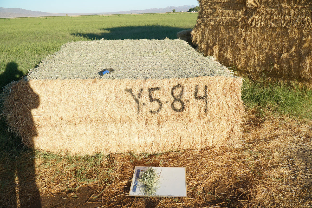 Baldenegro Farms Arizona Alfalfa Big Bale Y-5-8-4 Good AZ Alfalfa Big Bales CP 18 RFV 151 TDN 55 FACS 86/110