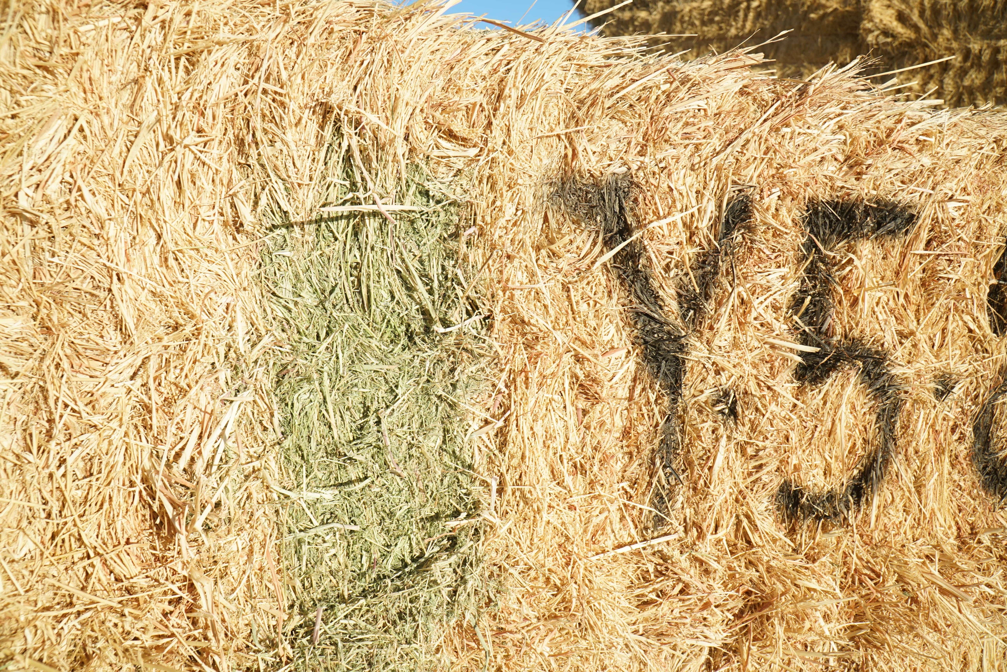 Baldenegro Farms Arizona Alfalfa Big Bale Y-5-8-4 Good AZ Alfalfa Big Bales CP 18 RFV 151 TDN 55 FACS 86/110