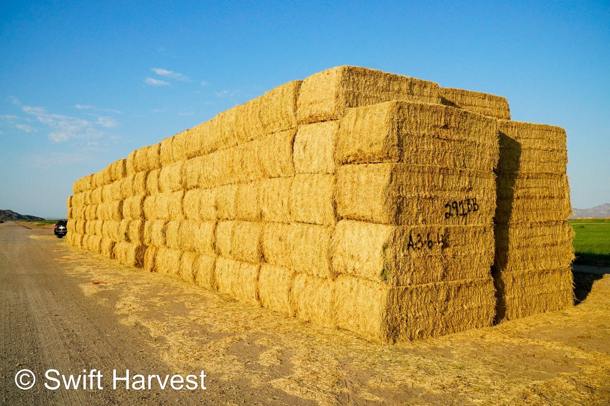 Baldenegro Farms Big Bale Alfalfa A-3-6-4 Good/Fair AZ Alfalfa Big Bales CP 18 RFV 153 TDN 57 FACS 97/110