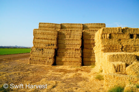 Baldenegro Farms Big Bale Alfalfa Y-3-6-4 Fair AZ Alfalfa Big Bales Test Hay  CP 16 RFV 131 TDN 56 FACS 95/110