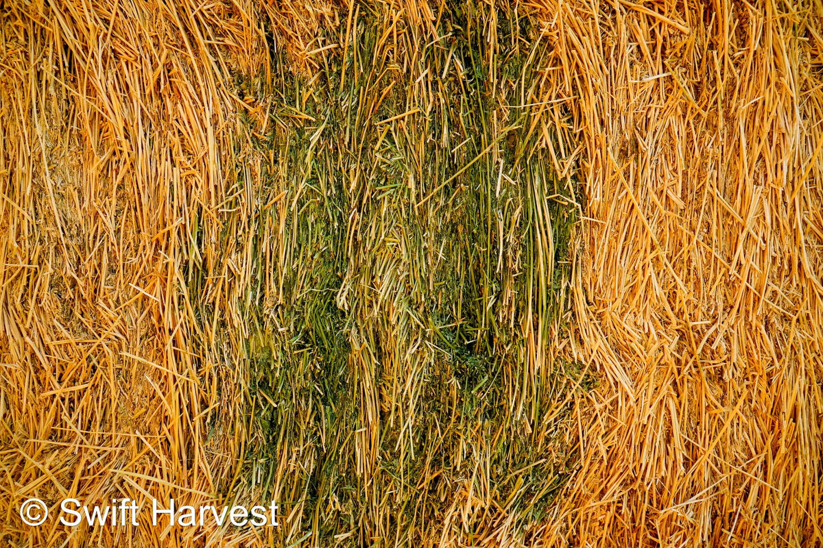 Baldenegro Farms Big Bale Alfalfa Y-3-6-4 Fair AZ Alfalfa Big Bales Test Hay  CP 16 RFV 131 TDN 56 FACS 95/110