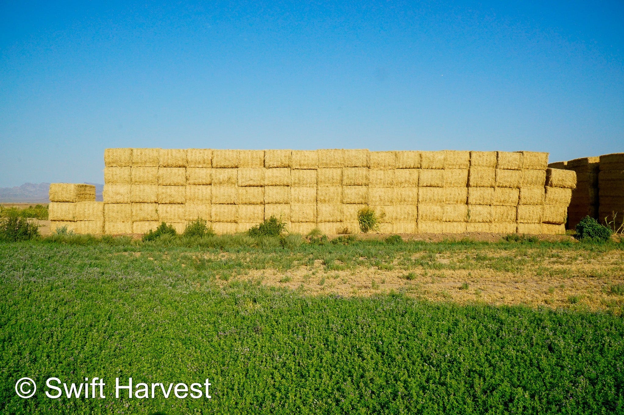 Baldenegro Farms Big Bale Alfalfa Y-3-6-4 Fair AZ Alfalfa Big Bales Test Hay  CP 16 RFV 131 TDN 56 FACS 95/110