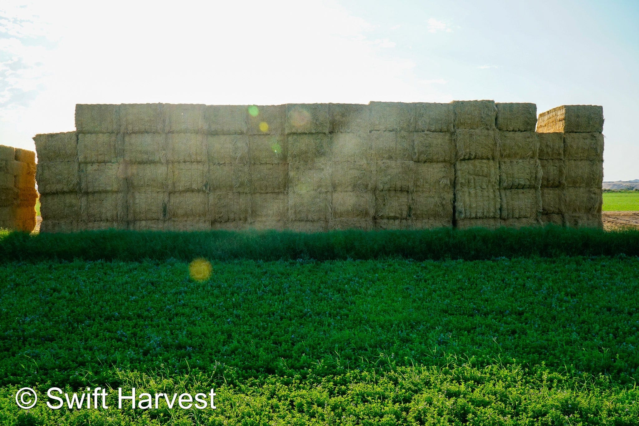 Baldenegro Farms Big Bale Alfalfa Y-3-6-4 Fair AZ Alfalfa Big Bales Test Hay  CP 16 RFV 131 TDN 56 FACS 95/110