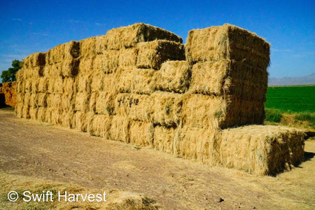 Baldenegro Farms Big Bale Alfalfa Y-4-7-4-BB Az Bermuda Big Bales FACS 94/110