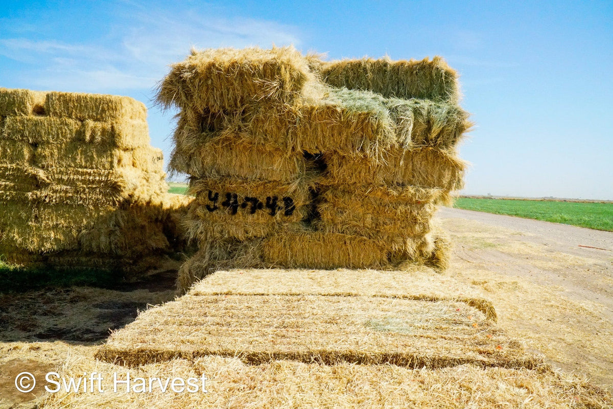 Baldenegro Farms Big Bale Alfalfa Y-4-7-4-BB Az Bermuda Big Bales FACS 94/110