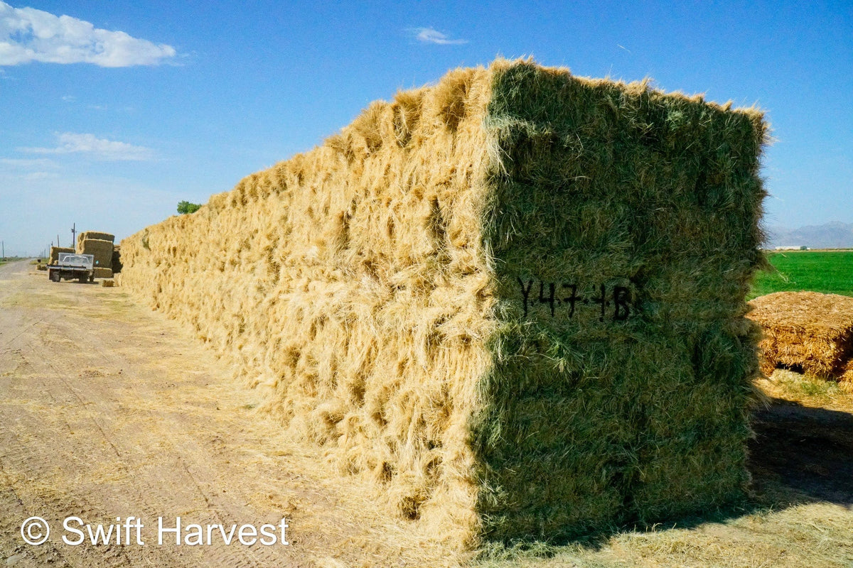 Baldenegro Farms Big Bale Alfalfa Y-4-7-4-BB Az Bermuda Big Bales FACS 94/110