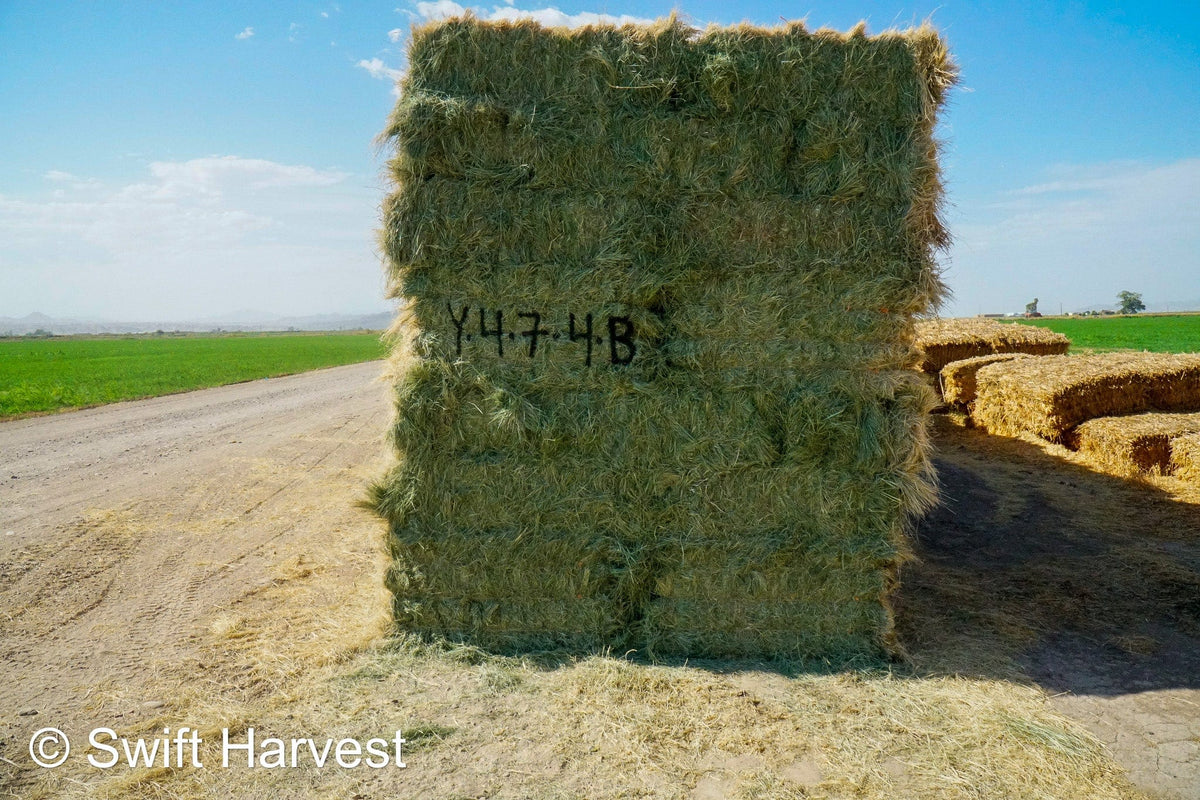 Baldenegro Farms Big Bale Alfalfa Y-4-7-4-BB Az Bermuda Big Bales FACS 94/110