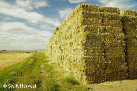 Baldenegro Farms Oat Hay Small Bale Y-1-4-3 2677 Retail 95 lbs