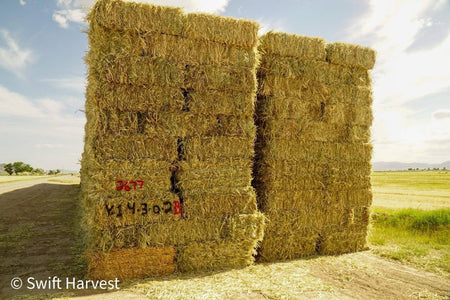 Baldenegro Farms Oat Hay Small Bale Y-1-4-3 2677 Retail 95 lbs