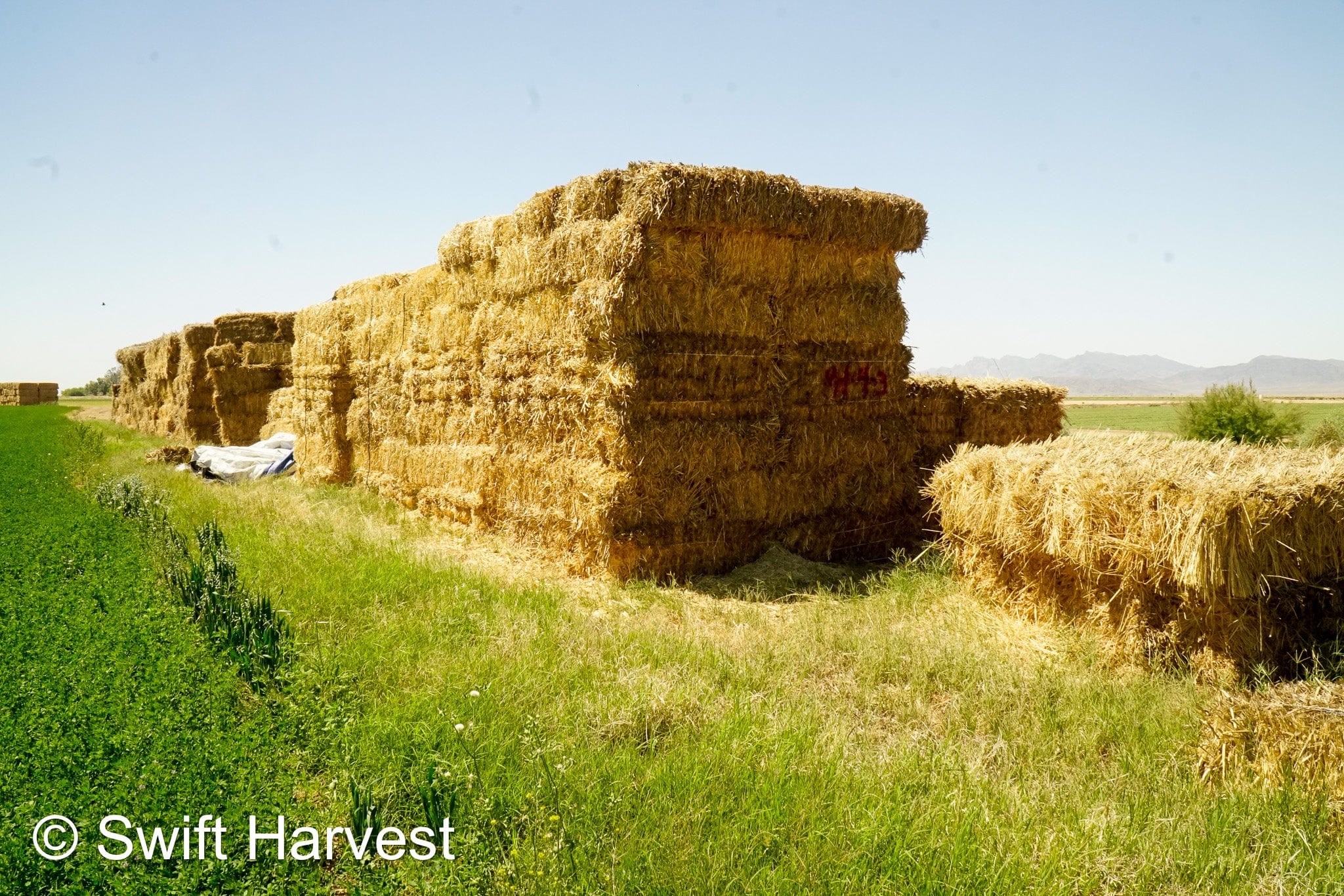 Baldenegro Farms Retail Oat Hay M-1-4-3 Oat Hay Small Bale M-1-4-3 Retail 95 lbs per bale