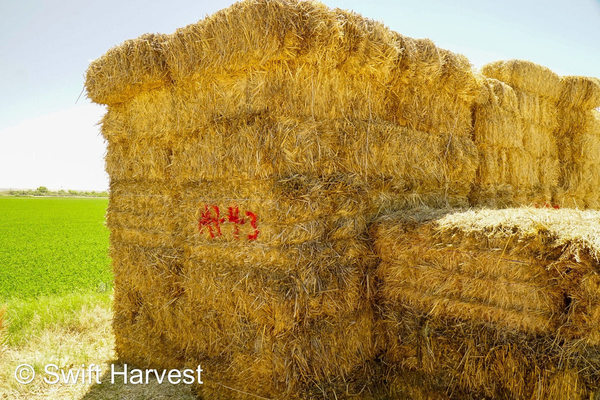 Baldenegro Farms Retail Oat Hay M-1-4-3 Oat Hay Small Bale M-1-4-3 Retail 95 lbs per bale