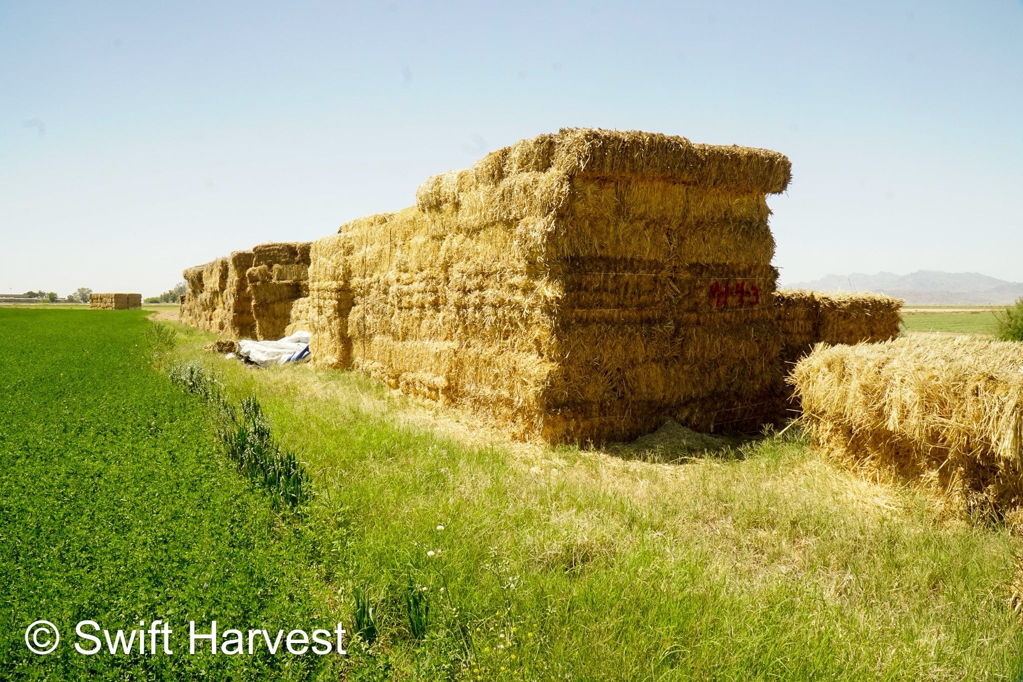 Baldenegro Farms Retail Oat Hay M-1-4-3 Oat Hay Small Bale M-1-4-3 Retail 95 lbs per bale