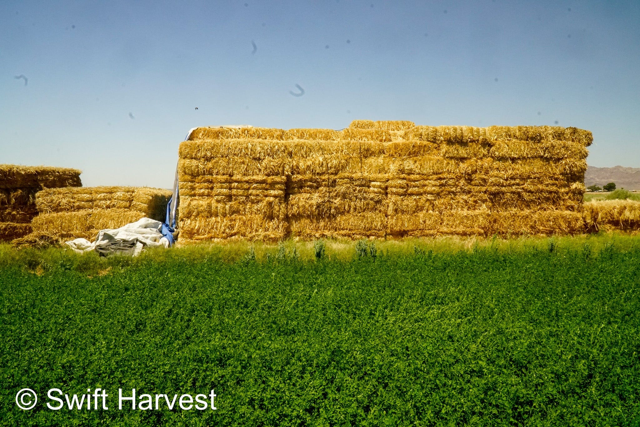 Baldenegro Farms Retail Oat Hay M-1-4-3 Oat Hay Small Bale M-1-4-3 Retail 95 lbs per bale