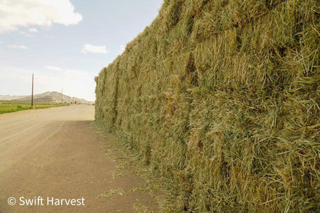 Baldenegro Farms Retail Oat Hay Oat Hay Small Bale A-1-4-3 1844 Retail 95 lbs  per bale