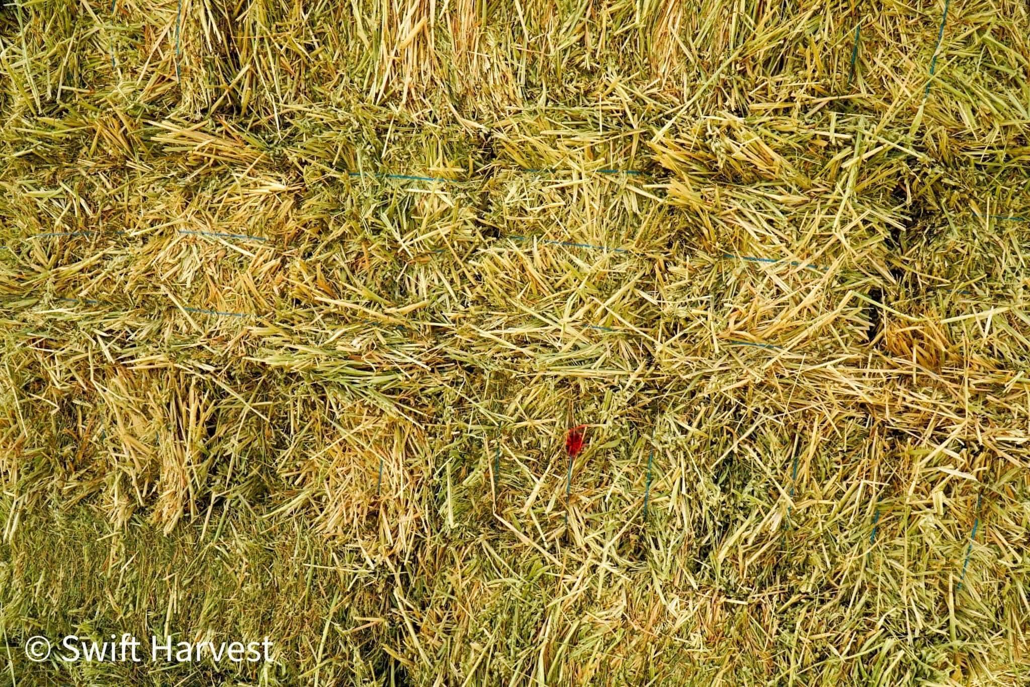 Baldenegro Farms Retail Oat Hay Oat Hay Small Bale A-1-4-3 1844 Retail 95 lbs  per bale