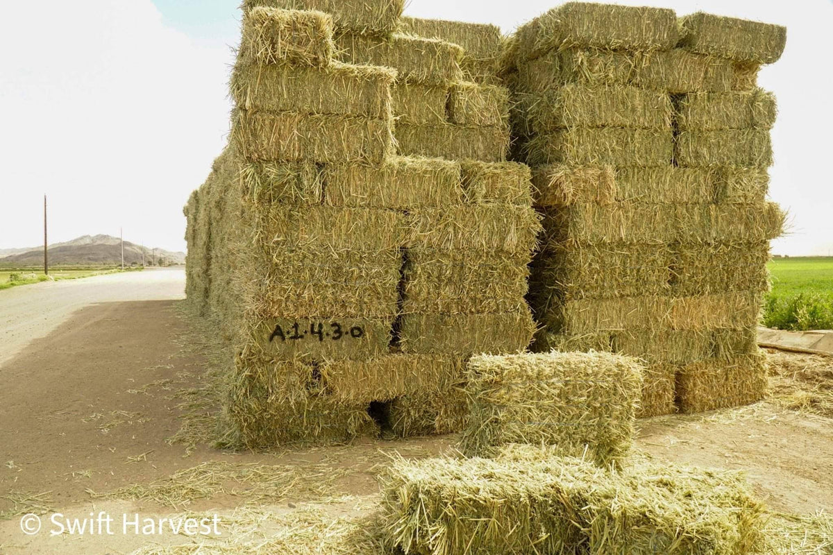 Baldenegro Farms Retail Oat Hay Oat Hay Small Bale A-1-4-3 1844 Retail 95 lbs  per bale