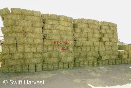 Evans Farms Retail Alfalfa 3-String RE 24-2 -1 Supreme/ Premium Alfalfa 3-String Test Hay under 100 lbs