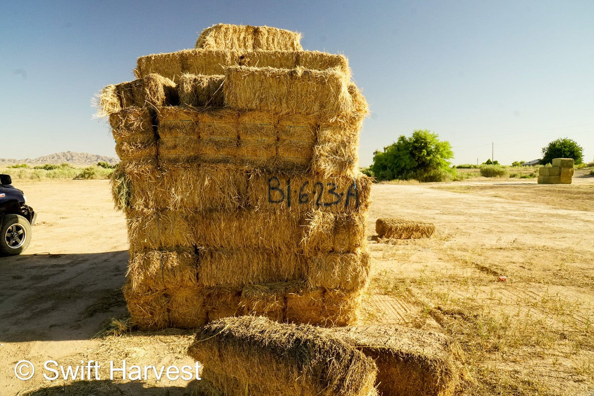 H&C Farms #1 Alfalfa 3 String Bale Hay Arizona Alfalfa 3-String Hay under 100 lbs B1-6-23A per bale