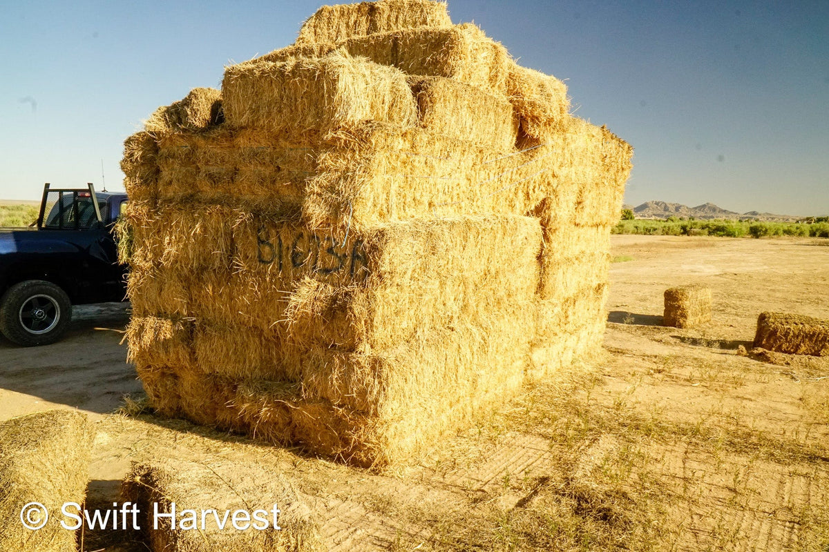 H&C Farms #1 Alfalfa 3 String Bale Hay Arizona Alfalfa 3-String Hay under 100 lbs B1-6-23A per bale