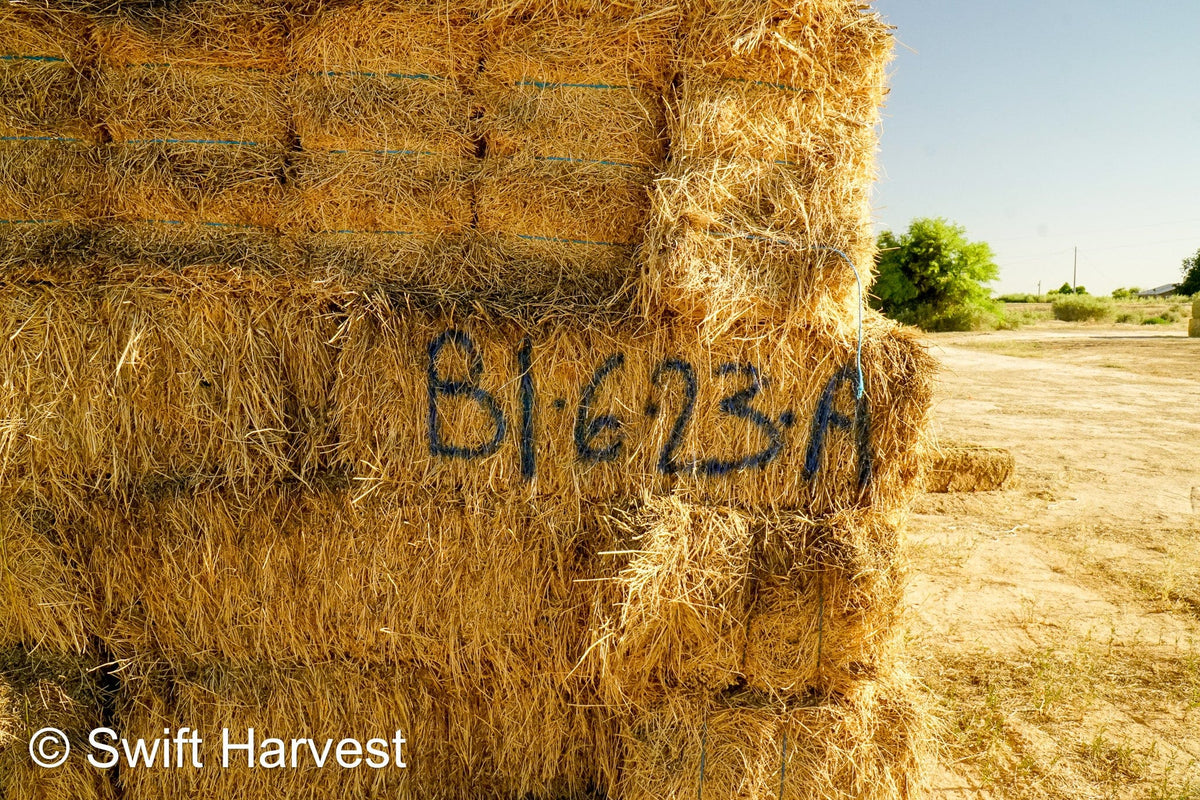 H&C Farms #1 Alfalfa 3 String Bale Hay Arizona Alfalfa 3-String Hay under 100 lbs B1-6-23A per bale