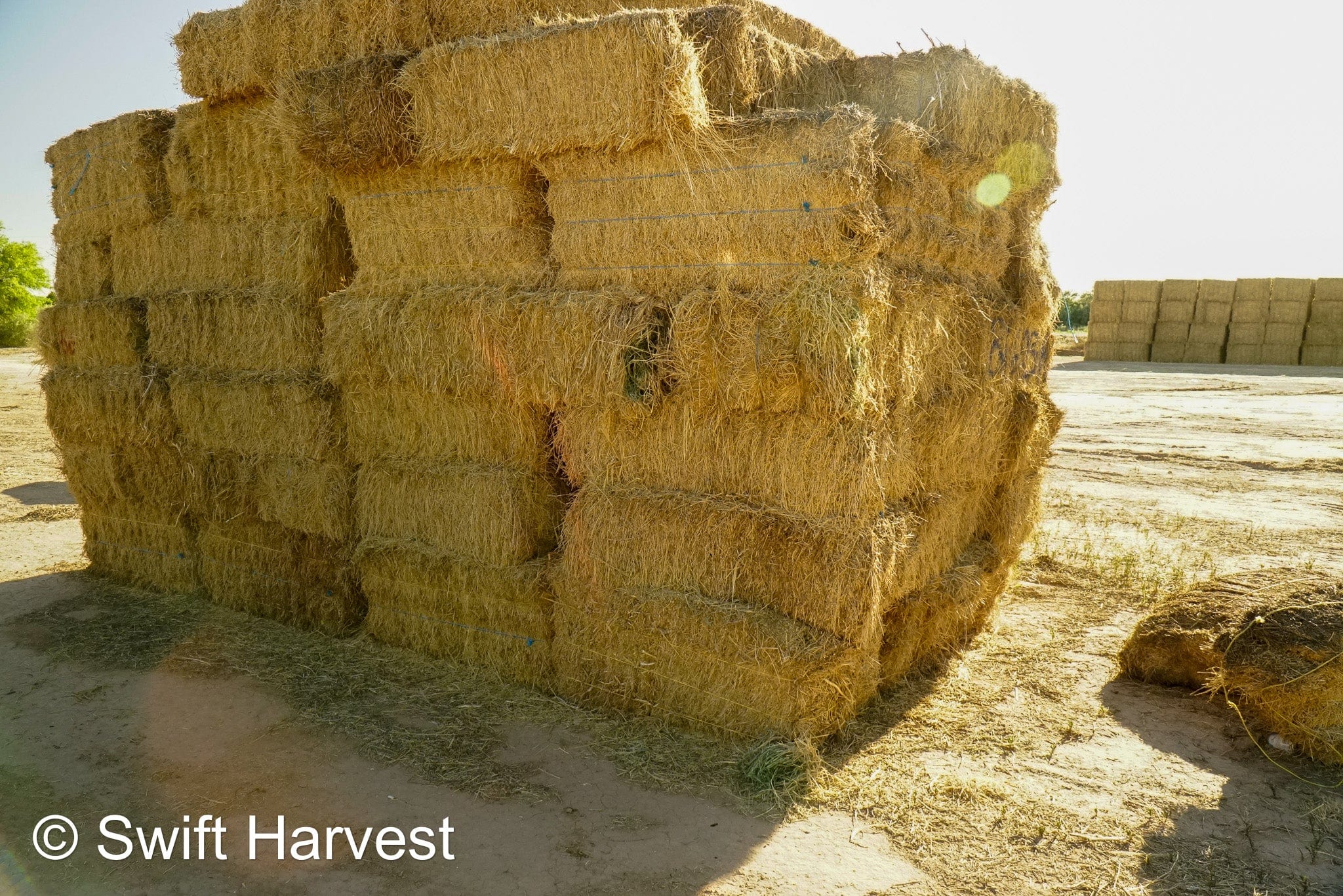 H&C Farms #1 Alfalfa 3 String Bale Hay Arizona Alfalfa 3-String Hay under 100 lbs B1-6-23A per bale