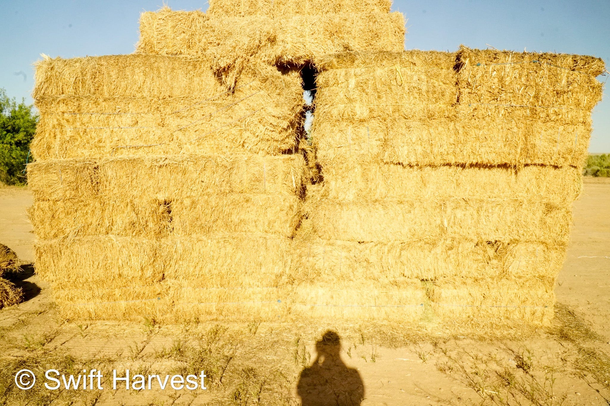 H&C Farms #1 Alfalfa 3 String Bale Hay Arizona Alfalfa 3-String Hay under 100 lbs B1-6-23A per bale