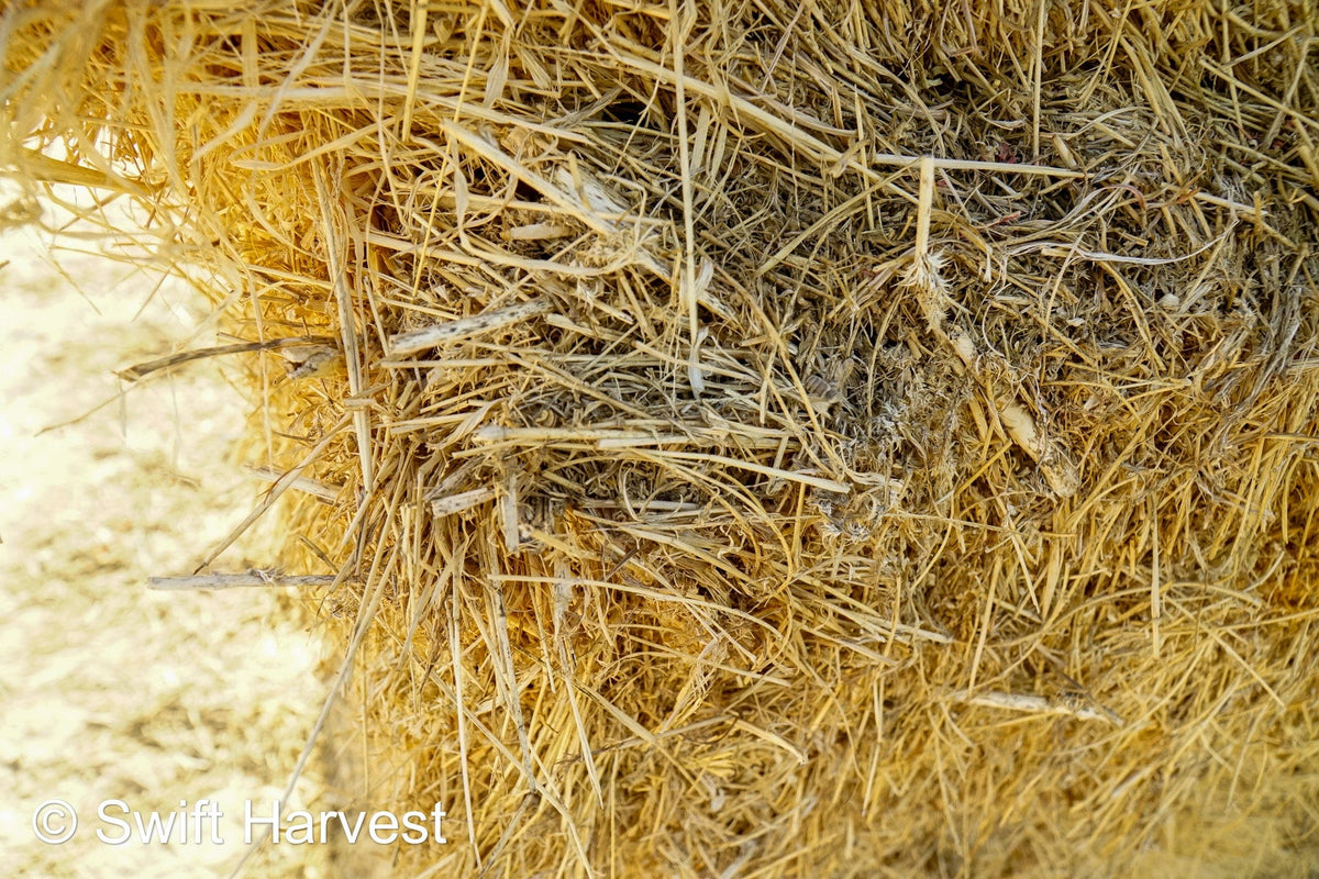 H&C Farms #1 Alfalfa 3 String Bale Hay Arizona Alfalfa 3-String Hay under 100 lbs B1-6-23A per bale