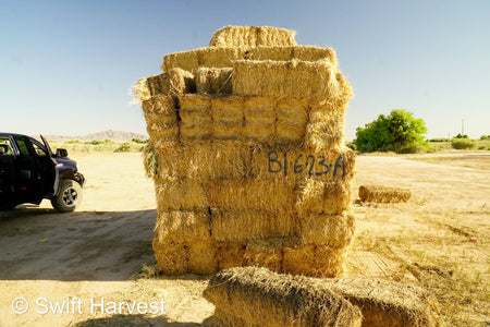 H&C Farms #1 Alfalfa 3 String Bale Hay Arizona Alfalfa 3-String Hay under 100 lbs B1-6-23A per bale