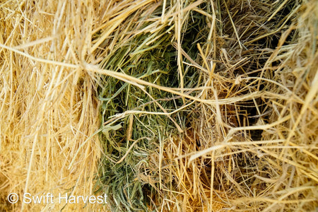 H&C Farms #1 Alfalfa 3 String Bale Hay Arizona Alfalfa 3-String Hay under 100 lbs B1-6-23A per bale